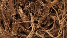 Coleus Forskohlii Root
