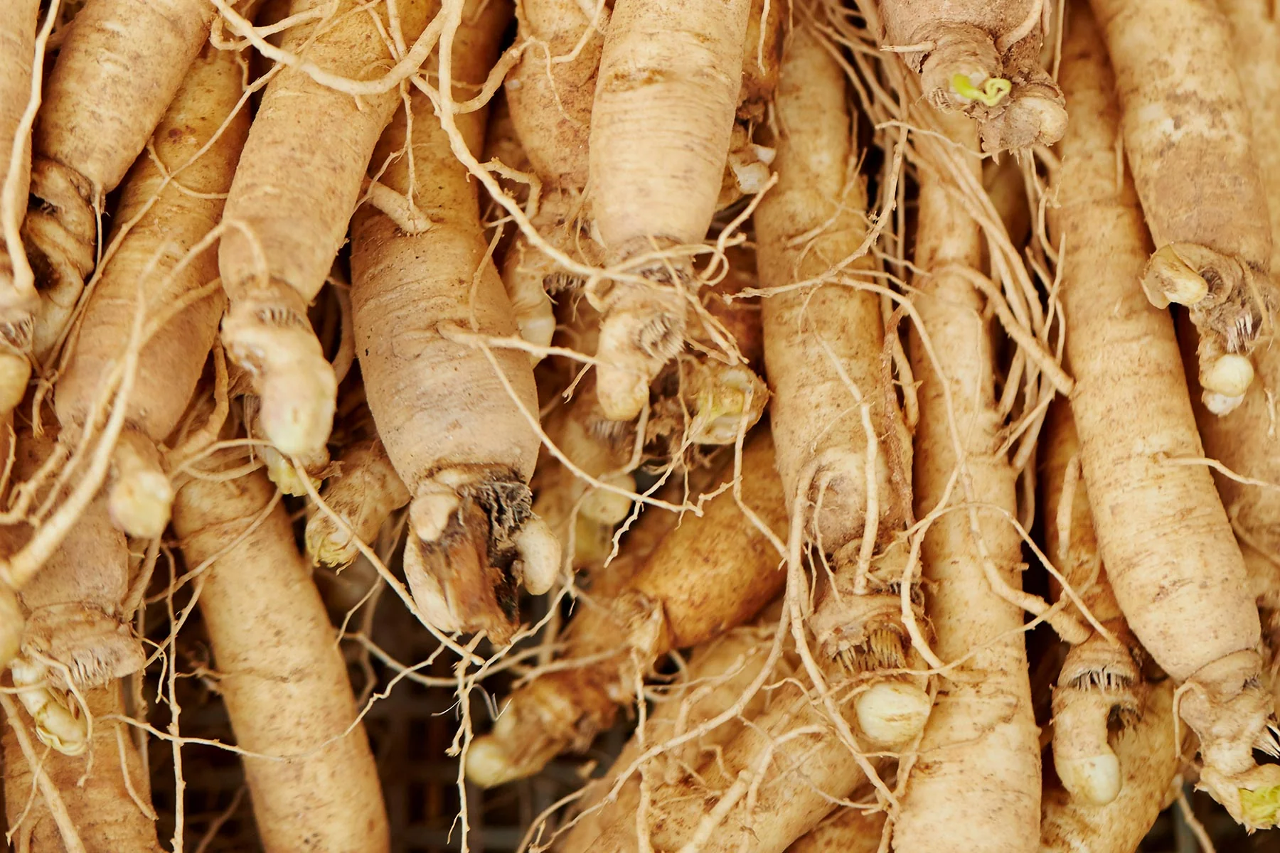 Eleutherococcus Senticosus Root